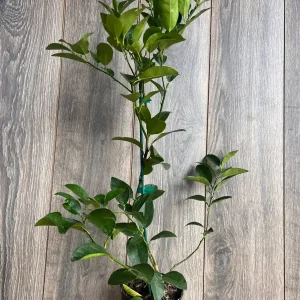 Persian Lime Tree Live Plant – 1/2 Gallon Pot – Citrus Latifolia – Indoor/Outdoor - Image 9