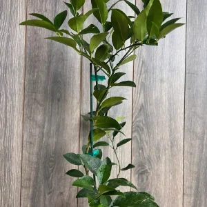 Persian Lime Tree Live Plant - Grafted Citrus x Latifolia - 1/2 Gallon Pot - Image 3