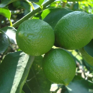 Persian Lime Tree Live Plant - Grafted Citrus x Latifolia - 1/2 Gallon Pot - Image 1