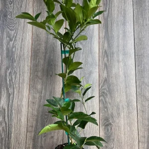 Persian Lime Tree Live Plant - Grafted Citrus x Latifolia - 1/2 Gallon Pot - Image 4