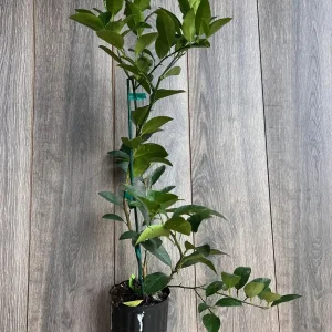 Persian Lime Tree Live Plant - Grafted Citrus x Latifolia - 1/2 Gallon Pot - Image 6