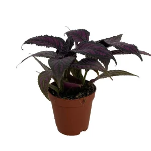 Persian Shield Live Plant - Strobilanthes - Iridescent Purple Foliage - 2.5 inch Pot - Image 2