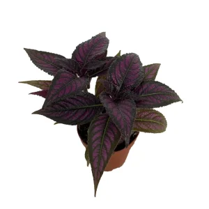 Persian Shield Live Plant - Strobilanthes - Iridescent Purple Foliage - 2.5 inch Pot - Image 3