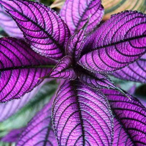 Persian Shield Live Plant - Strobilanthes - Iridescent Purple Foliage - 2.5 inch Pot - Image 1