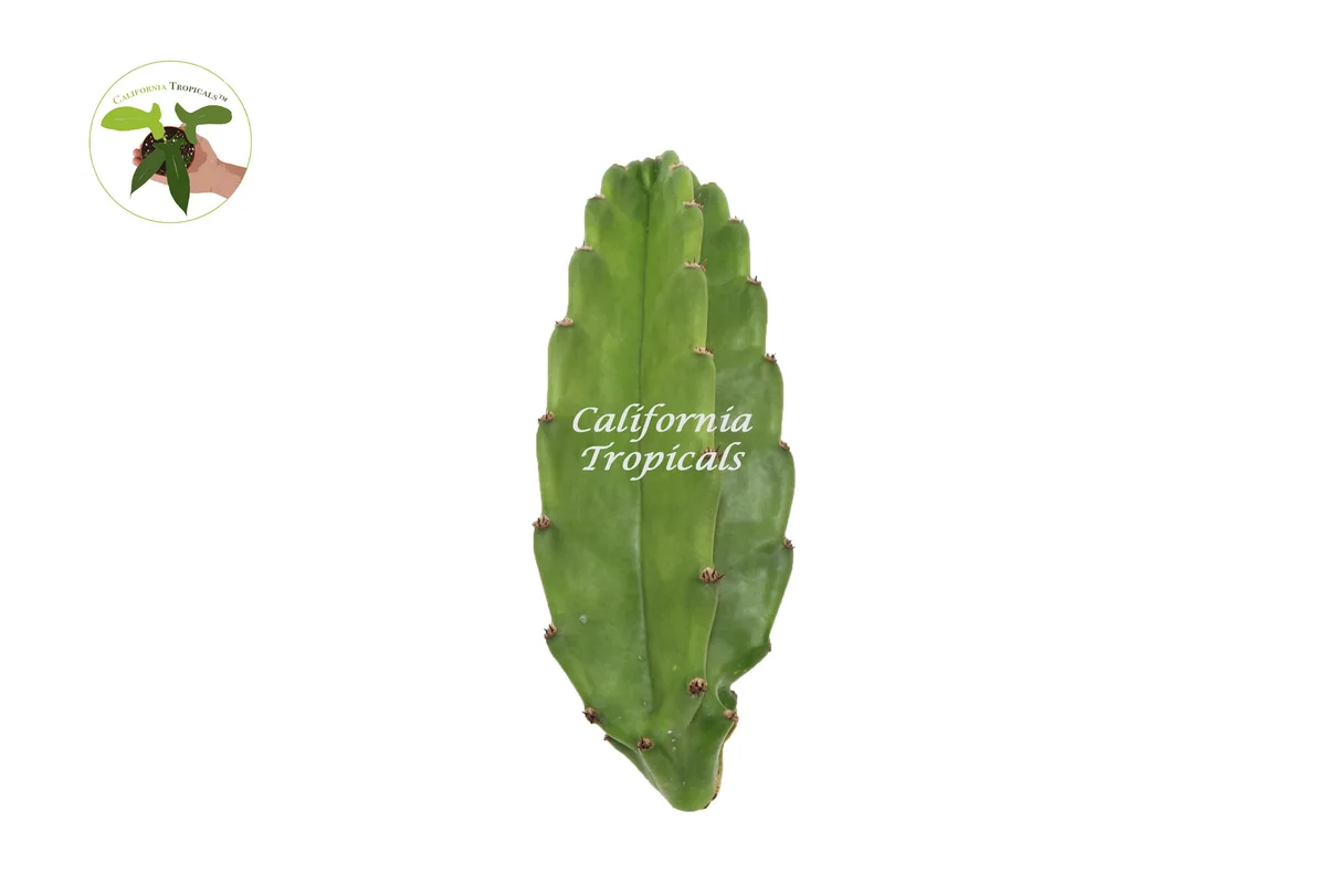 Peruvian Cactus Live Plant – 10 inch – Indoor/Outdoor Succulent - Image 1