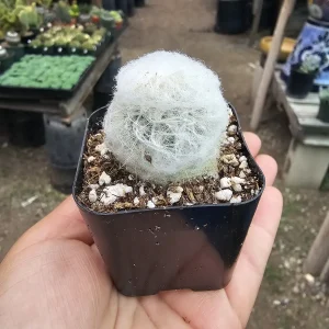 Peruvian Old Lady Cactus Live Plant - Espostoa melanostele - 2in Pot - Image 5