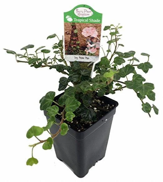 Peter Pan English Ivy Live Plant – 2.5" Pot – Terrarium & Houseplant - Image 1