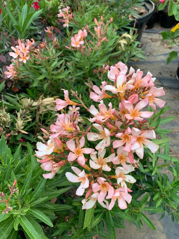 Petite Salmon Oleander Live Plant - 6 inch Pot - Outdoor Shrub - Image 1