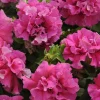 Petunia Double Artist Pink Seeds - 100 Count - Outdoor Annual Flower Seeds - Image 1