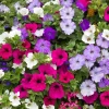 Petunia Seeds Dwarf Mix Variety - 2000+ Annual Flower Seeds for Gardens - Image 1