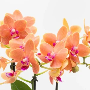 Phalaenopsis Moth Orchid Live Plant - 2 inch Pot - Easy Indoor Houseplant - Image 2