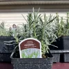 Phenomenal Lavender Live Plant - 4 inch Pot - Fragrant Perennial for Outdoors - Image 1