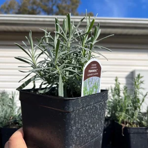 Phenomenal Lavender Live Plant - 4 inch Pot - Fragrant Perennial for Outdoors - Image 2