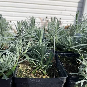 Phenomenal Lavender Live Plant - 4 inch Pot - Fragrant Perennial for Outdoors - Image 3