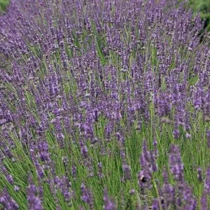 Phenomenal Lavender Live Plant - 4 inch Pot - Fragrant Perennial for Outdoors - Image 4