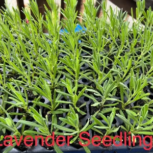 Phenomenal Lavender Live Plant – Aromatic Herb – Hardy Zones 5-9 – Starter Plug - Image 3