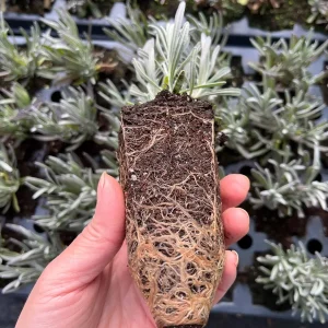 Phenomenal Lavender Live Plant – Aromatic Herb – Hardy Zones 5-9 – Starter Plug - Image 7