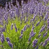Phenomenal Lavender Live Plant - Lavandula x intermedia - 4 inch Pot - Image 1
