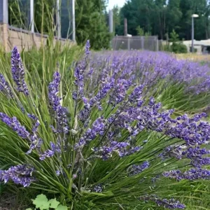 Phenomenal Lavender Live Plant - Lavandula x intermedia - 4 inch Pot - Image 2