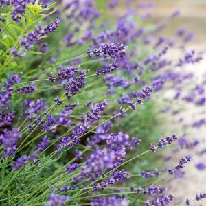 Phenomenal Lavender Live Plant - Lavandula x intermedia - 4 inch Pot - Image 3