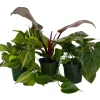 Philodendron Assortment Live Plants - 3 Pack in 4 inch Pots - Tropical Indoor Houseplants - Image 1
