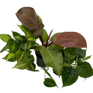 Philodendron Assortment Live Plants - 3 Pack in 4 inch Pots - Tropical Indoor Houseplants - Image 2