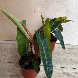 Philodendron Billietiae Live Plant – 4 inch Pot – Indoor Aroid Vine - Image 2