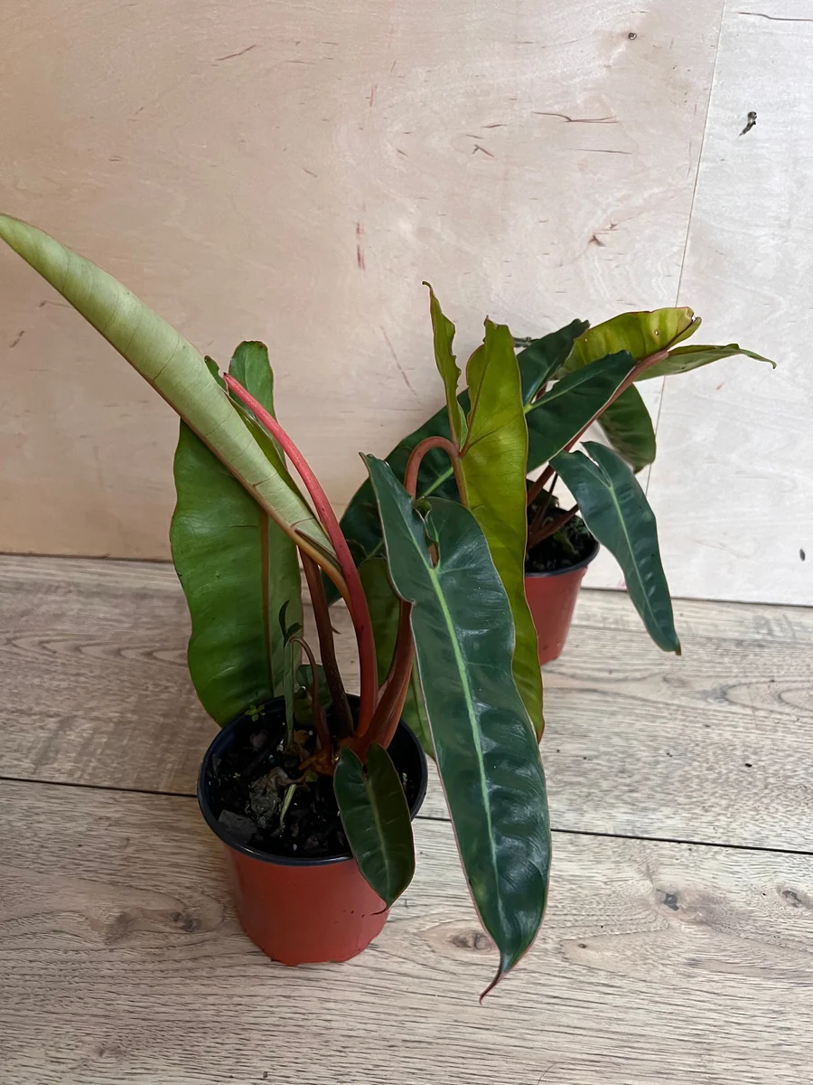 Philodendron Billietiae Live Plant – 4 inch Pot – Indoor Aroid Vine - Image 2