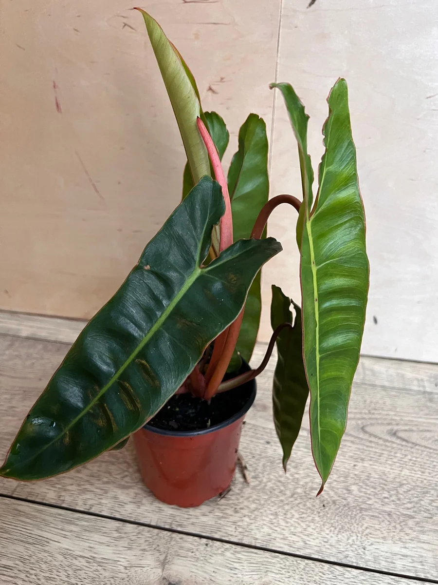 Philodendron Billietiae Live Plant – 4 inch Pot – Indoor Aroid Vine - Image 3
