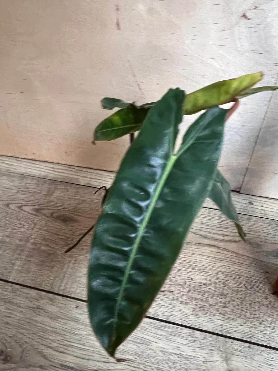 Philodendron Billietiae Live Plant – 4 inch Pot – Indoor Aroid Vine - Image 5