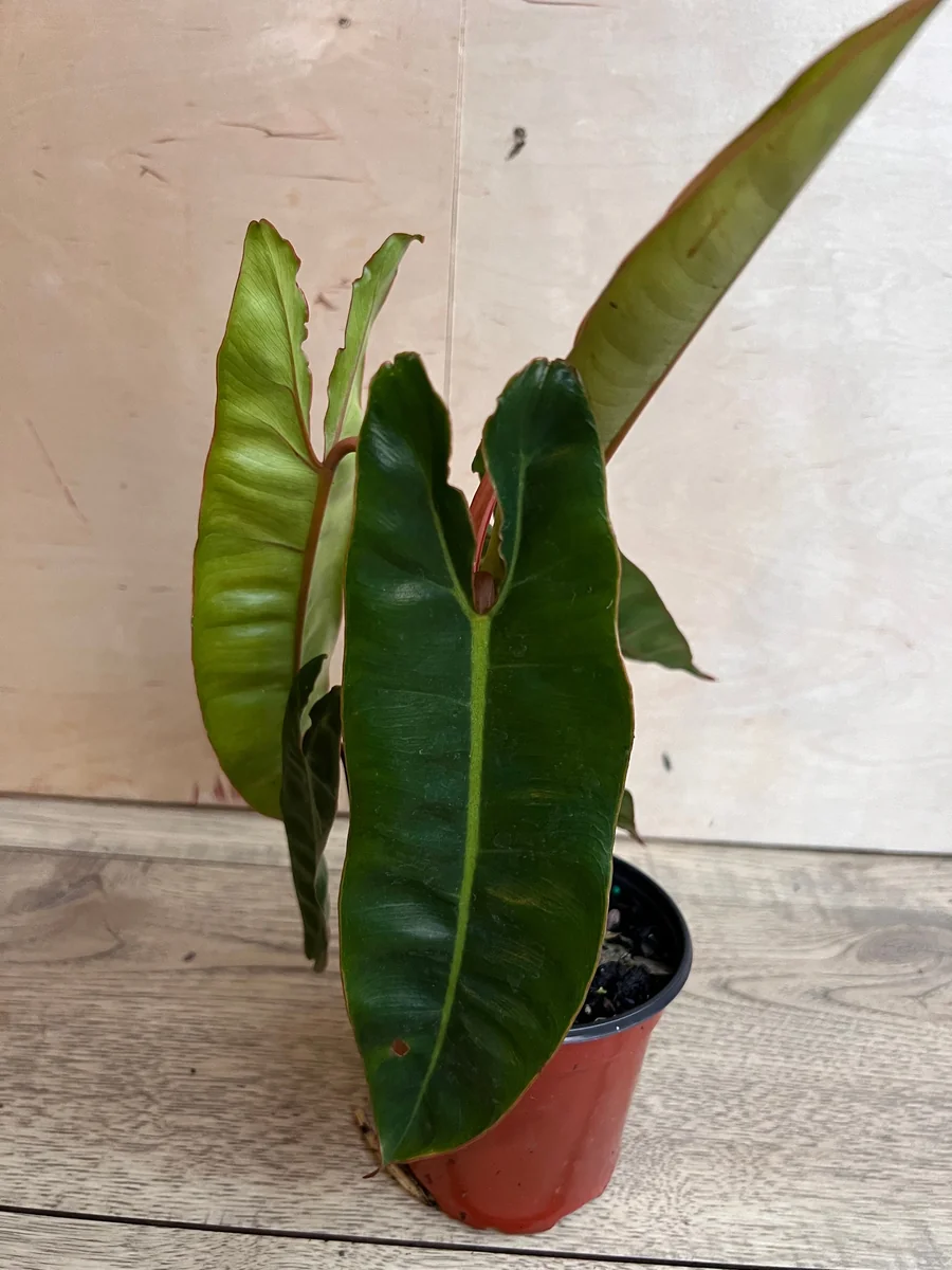 Philodendron Billietiae Live Plant – 4 inch Pot – Indoor Aroid Vine - Image 6