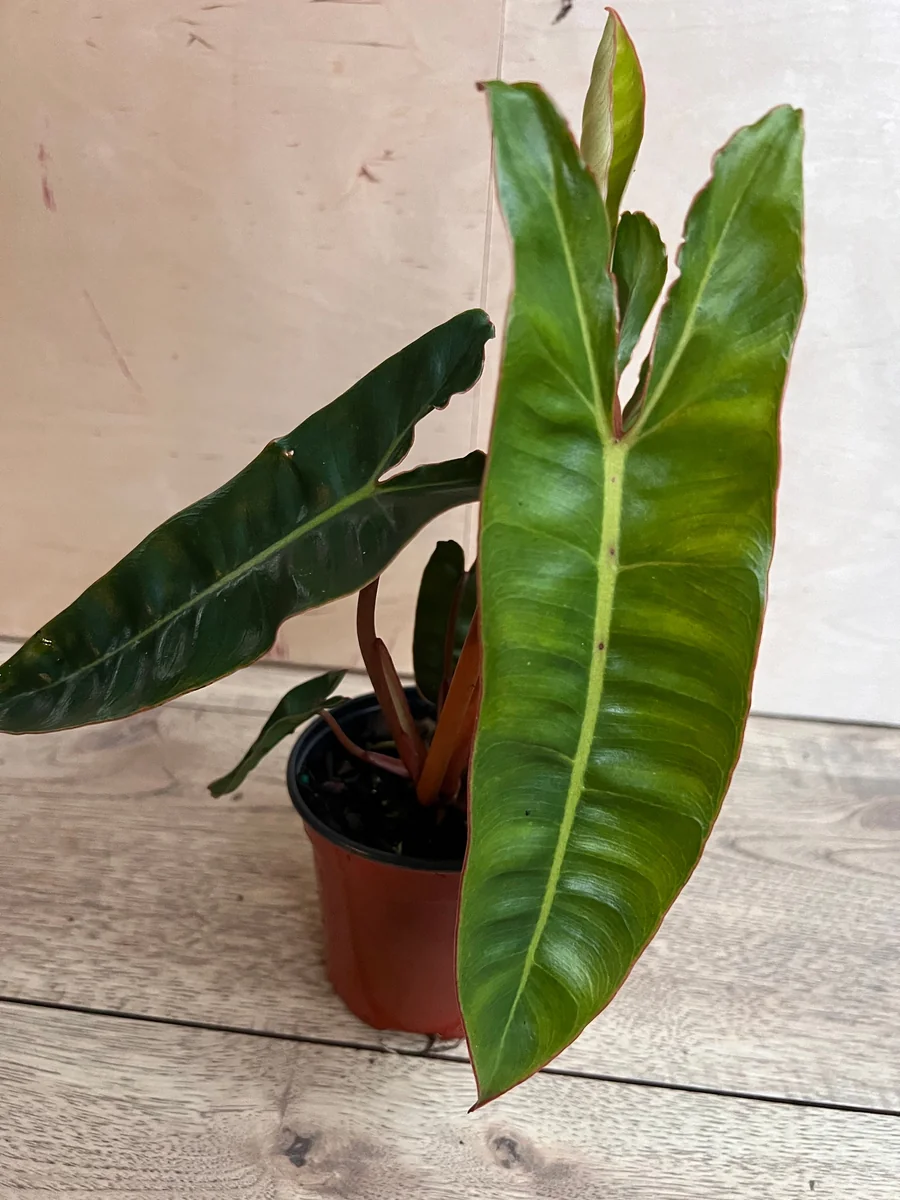 Philodendron Billietiae Live Plant – 4 inch Pot – Indoor Aroid Vine - Image 8