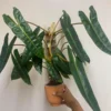Philodendron Billietiae Starter Plant - Live Aroid Houseplant - Image 1