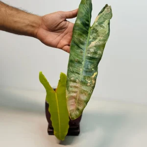 Philodendron Billietiae Variegated Live Plant - Large Leaves, Rare Indoor Aroid - Image 2