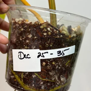 Philodendron Billietiae Variegated Live Plant - Large Leaves, Rare Indoor Aroid - Image 5