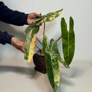 Philodendron Billietiae Variegated Live Plant – Rare Aroid Houseplant – Large Leaves – Indoor Collector Plant - Image 1