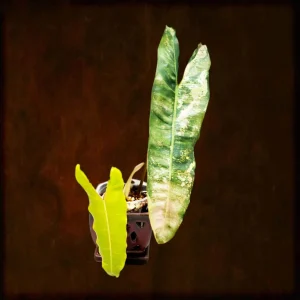 Philodendron Billietiae Variegated Live Plant - Rare Aroid - Large Leaves - Image 1