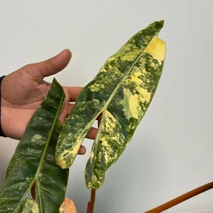 Philodendron Billietiae Variegated Live Plant – Rare Aroid Houseplant – Large Leaves – Indoor Collector Plant - Image 2