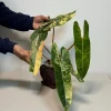 Philodendron Billietiae Variegated Live Plant - Rare Aroid Houseplant - Large Glossy Leaves - Collector Plant - Image 2