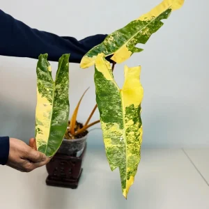 Philodendron Billietiae Variegated Live Plant – Rare Aroid Houseplant – Collector Tropical Foliage - Image 2