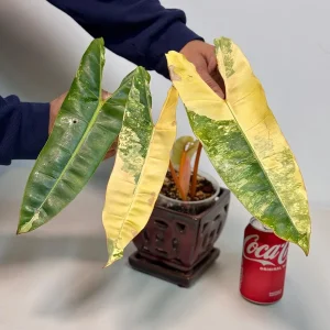 Philodendron Billietiae Variegated Live Plant – Rare Aroid Houseplant – Large Leaves - Image 3