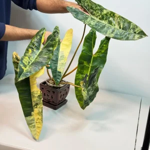 Philodendron Billietiae Variegated Live Plant – Rare Aroid Houseplant – Large Leaves – Collector Plant - Image 3