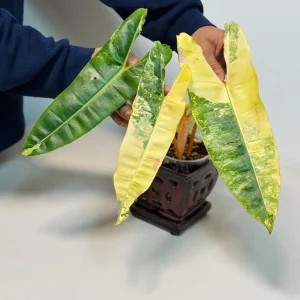 Philodendron Billietiae Variegated Live Plant - Rare Aroid Houseplant - Collector Plant - Image 3