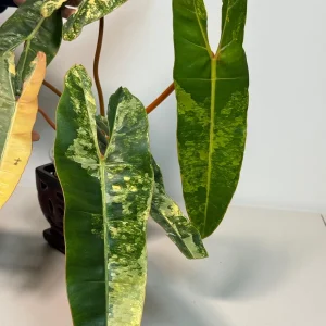 Philodendron Billietiae Variegated Live Plant – Rare Aroid Houseplant – Large Leaves – Indoor Collector Plant - Image 4