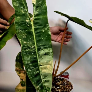 Philodendron Billietiae Variegated Live Plant - Rare Indoor Aroid Collector Plant - Image 4