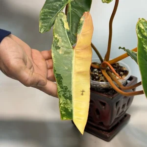 Philodendron Billietiae Variegated Live Plant - Rare Aroid Houseplant - Large Glossy Leaves - Collector Plant - Image 4