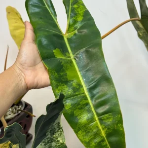 Philodendron Billietiae Variegated Live Plant – Rare Aroid Houseplant – Large Leaves – Collector Plant - Image 4
