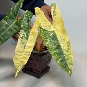 Philodendron Billietiae Variegated Live Plant – Rare Aroid Houseplant – Large Leaves - Image 5