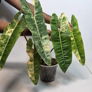 Philodendron Billietiae Variegated Live Plant - Rare Indoor Aroid Collector Plant - Image 5