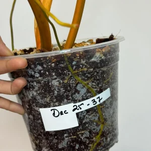 Philodendron Billietiae Variegated Live Plant – Rare Aroid Houseplant – Large Leaves – Collector Plant - Image 5